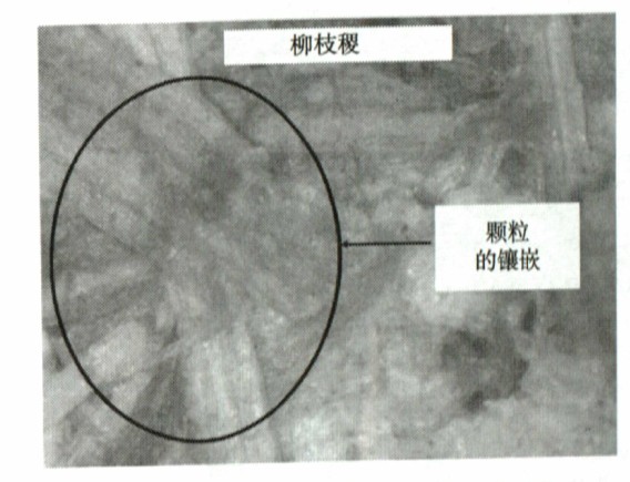 柳枝压制成生物质颗粒燃料光学显微照片 柳枝压制成生物质颗粒燃料光学显微照片