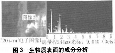 生物质表面的成分分析 生物质表面的成分分析